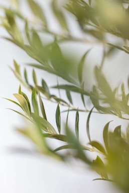 Olivenbaum Olea Europea Auf Stamm 15-20 150-175 Topf