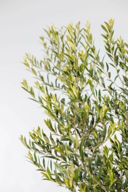 Olivenbaum Olea Europea Auf Stamm 15-20 150-175 Topf