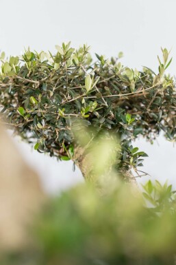 Olivenbaum Olea Europea Pompon 20-30 175-200 Topf