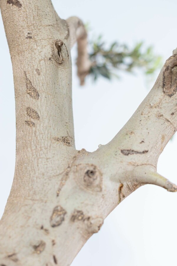 Olivenbaum Olea Europea Pompon 30-40 175-200 Topf Olivenbaum / Olea Europaea ponpon 175-200 cm