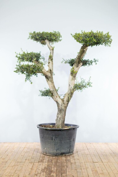 Olivenbaum / Olea Europaea ponpon