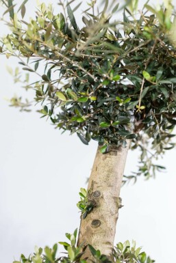 Olivenbaum / Olea Europaea ponpon 200-225 cm