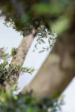 Olivenbaum / Olea Europaea ponpon 200-225 cm
