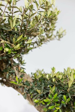 Olivenbaum / Olea Europaea ponpon 200-225 cm