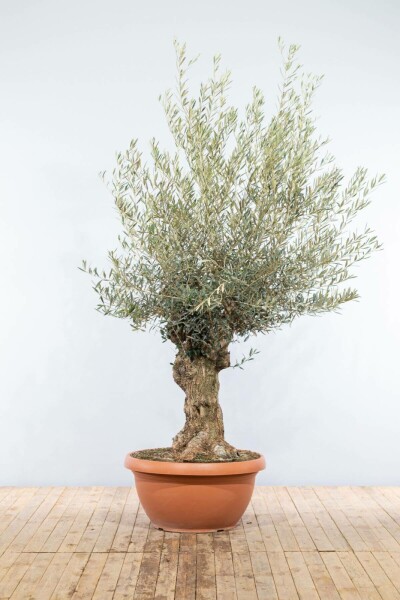 Olivenbaum / Olea Europaea Schale 150-175 cm