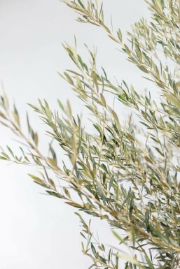 Olivenbaum / Olea Europaea Schale 150-175 cm