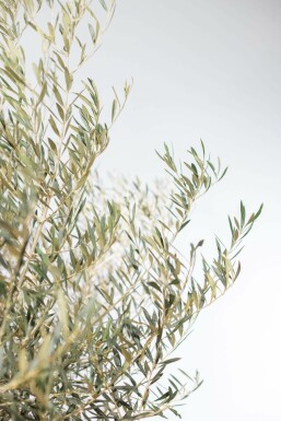 Olivenbaum / Olea Europaea Schale 150-175 cm