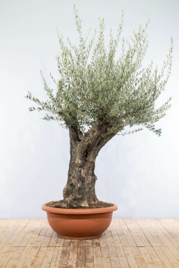 Olivenbaum Olea Europea Schale 80-100 200-225 Topf