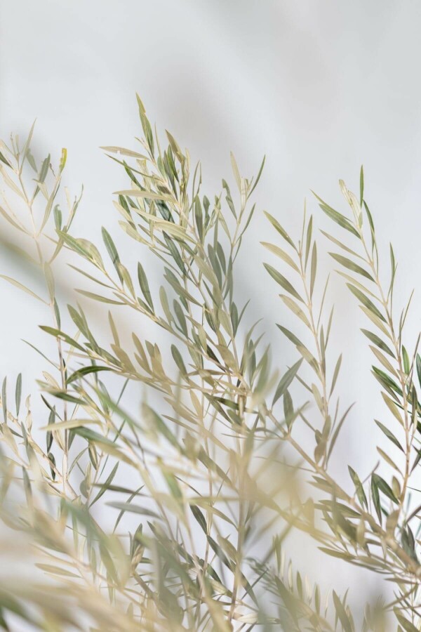 Olivenbaum Olea Europea Schale 80-100 200-225 Topf Olivenbaum / Olea Europaea Schale 200-225 cm