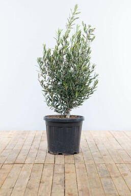Olivenbaum Olea Europea Strauch 100-125 Topf