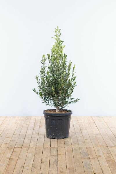 Olivenbaum / Olea Europaea Strauch 175-200 cm