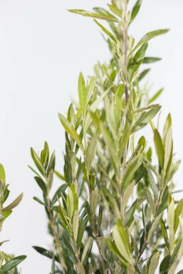 Olivenbaum / Olea Europaea Strauch 40-60 cm