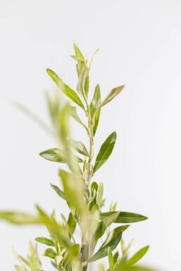 Olivenbaum / Olea Europaea Strauch 40-60 cm