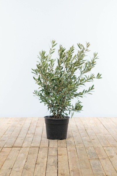 Olivenbaum Olea Europea Strauch 60-80 Topf Olivenbaum / Olea Europaea Strauch 60-80 cm