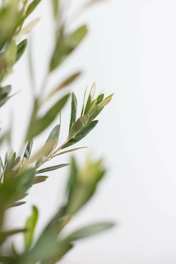 Olivenbaum Olea Europea Strauch 60-80 Topf Olivenbaum / Olea Europaea Strauch 60-80 cm