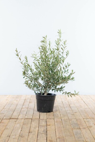 Olivenbaum / Olea Europaea Strauch 80-100 cm