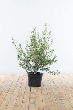 Olivenbaum Olea Europea Strauch 80-100 Topf