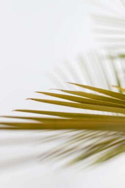 Gewöhnliche Geleepalme Butia Capitata Strauch 100-125 Topf Gewöhnliche Geleepalme / Butia Capitata Strauch 100-125 cm