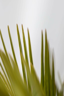 Gewöhnliche Geleepalme Butia Capitata Strauch 125-150 Topf Gewöhnliche Geleepalme / Butia Capitata Strauch 125-150 cm