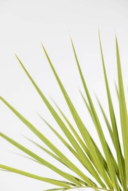 Gewöhnliche Geleepalme Butia Capitata Strauch 125-150 Topf Gewöhnliche Geleepalme / Butia Capitata Strauch 125-150 cm