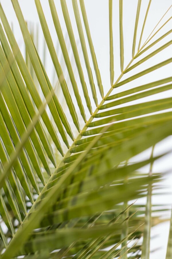 Gewöhnliche Geleepalme Butia Capitata Strauch 150-175 Topf Gewöhnliche Geleepalme / Butia Capitata Strauch 150-175 cm