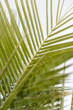 Gewöhnliche Geleepalme Butia Capitata Strauch 150-175 Topf Gewöhnliche Geleepalme / Butia Capitata Strauch 150-175 cm