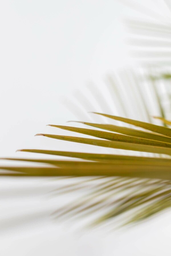 Gewöhnliche Geleepalme Butia Capitata Strauch 175-200 Topf Gewöhnliche Geleepalme / Butia Capitata Strauch 175-200 cm