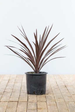 Palme Butia Cordyline Australis Red Star Strauch 60-80 Topf Palme / Cordyline Australis Red Star Strauch 60-80 cm