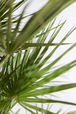 Zwergpalme / Chamaerops Humilis Strauch 20-40 cm