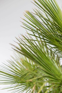 Zwergpalme Chamaerops Humilis Strauch 20-40 Topf