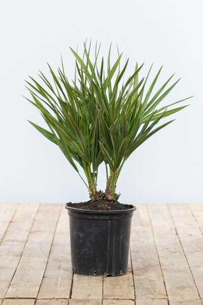 Zwergpalme / Chamaerops Humilis Strauch 40-60 cm