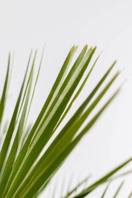 Zwergpalme / Chamaerops Humilis Strauch 40-60 cm