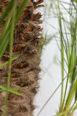 Zwergpalme / Chamaerops Humilis Strauch 40-60 cm