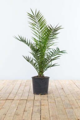 Kanarische Dattelpalme Phoenix Canariensi Strauch 100-125 Topf Kanarische Dattelpalme / Phoenix Canariensis Strauch 100-125 cm