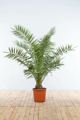 Kanarische Dattelpalme Phoenix Canariensi Strauch 125-150 Topf Kanarische Dattelpalme / Phoenix Canariensis Strauch 125-150 cm