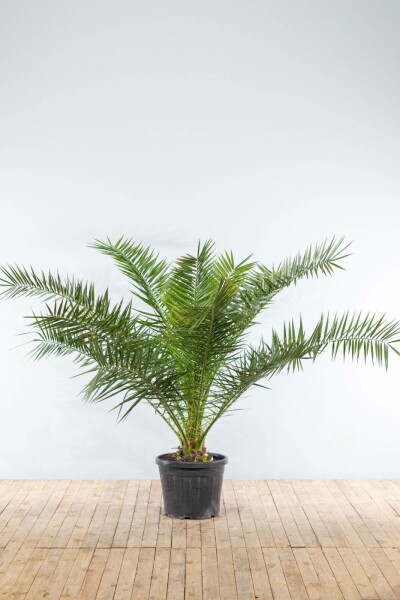 Kanarische Dattelpalme / Phoenix Canariensis Strauch 175-200 cm