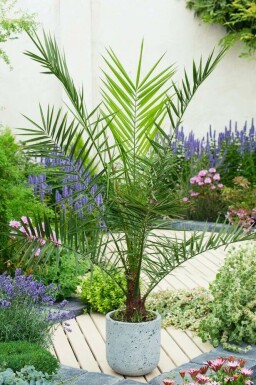 Kanarische Dattelpalme / Phoenix Canariensis Strauch 175-200 cm