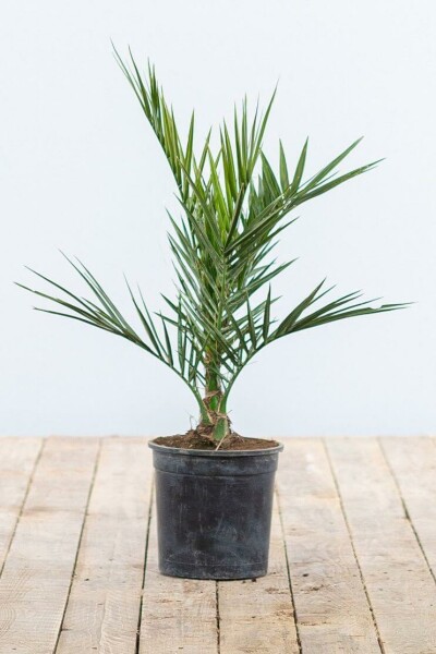 Kanarische Dattelpalme / Phoenix Canariensis Strauch 20-40 cm