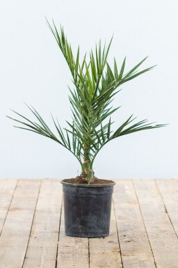 Kanarische Dattelpalme Phoenix Canariensi Strauch 20-40 Topf Kanarische Dattelpalme / Phoenix Canariensis Strauch 20-40 cm