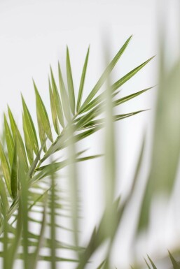 Kanarische Dattelpalme / Phoenix Canariensis Strauch 20-40 cm