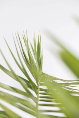 Kanarische Dattelpalme / Phoenix Canariensis Strauch 20-40 cm