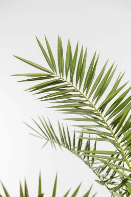Kanarische Dattelpalme / Phoenix Canariensis Strauch 20-40 cm