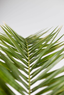 Kanarische Dattelpalme / Phoenix Canariensis Strauch 20-40 cm