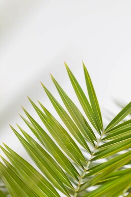Kanarische Dattelpalme / Phoenix Canariensis Strauch 20-40 cm
