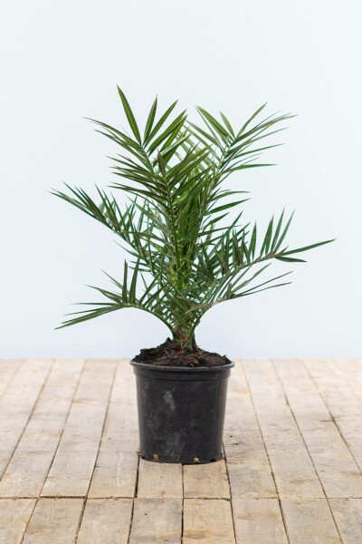 Kanarische Dattelpalme / Phoenix Canariensis Strauch 40-60 cm