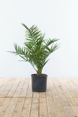 Kanarische Dattelpalme Phoenix Canariensi Strauch 60-80 Topf Kanarische Dattelpalme / Phoenix Canariensis Strauch 60-80 cm