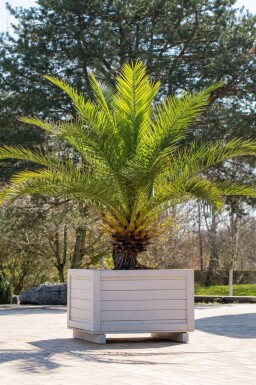 Kanarische Dattelpalme / Phoenix Canariensis Strauch 60-80 cm