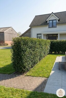 Portugiesischer Kirschlorbeer / Prunus Lusitanica Angustifolia 200-225 cm