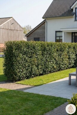 Portugiesischer Kirschlorbeer / Prunus Lusitanica Angustifolia 200-225 cm