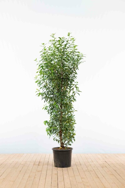 Portugiesischer Kirschlorbeer / Prunus Lusitanica Angustifolia 150-175 cm